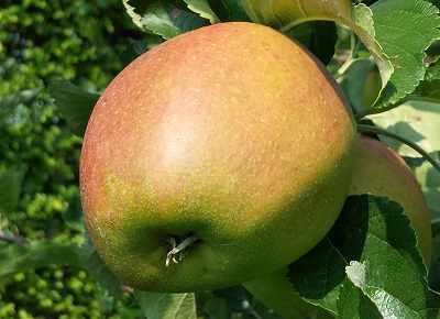 dojrzewajace.jablko.e-sadownictwo