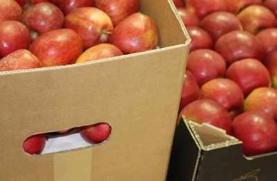 jablka.w.kartonach.na.eksport.e-sadownictwo