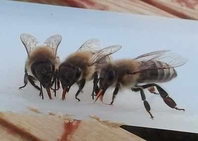 3pszczoly