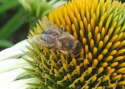 pszczola echinacea rs