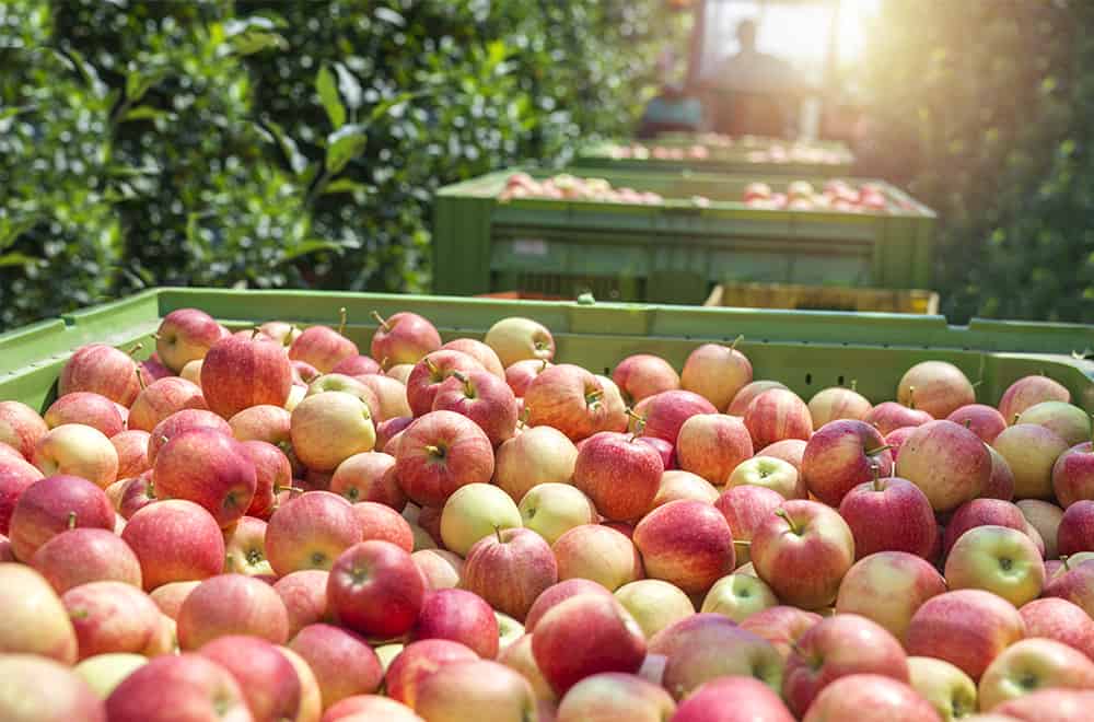 Skuteczny sposób na opadanie owoców przed zbiorem