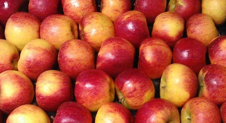 Wpadki zdarzają się najlepszym – jabłka w USA skażone groźną bakterią