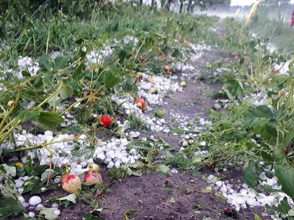 Pomoc z PROW dla rolników poszkodowanych w wyniku klęsk żywiołowych