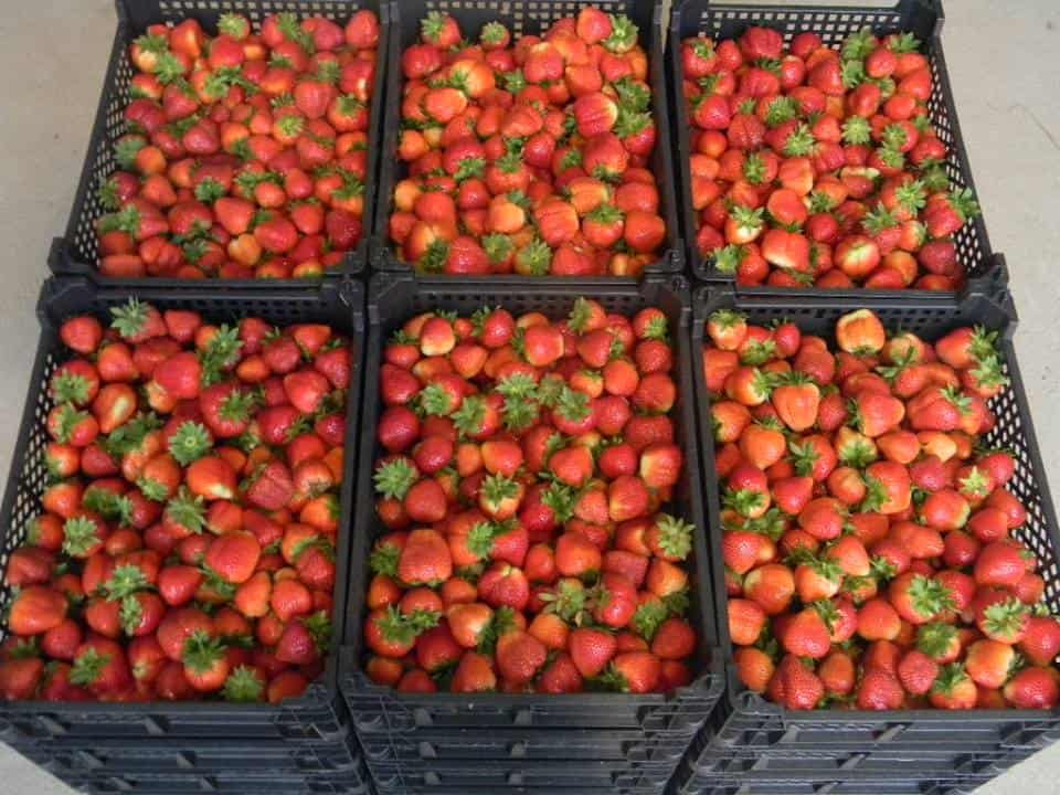 Cena truskawek jest zadowalająca, ale będzie spadać – producent