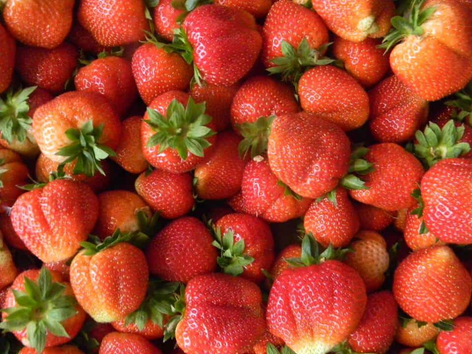 Kiedy rozpocznie się skup truskawek?