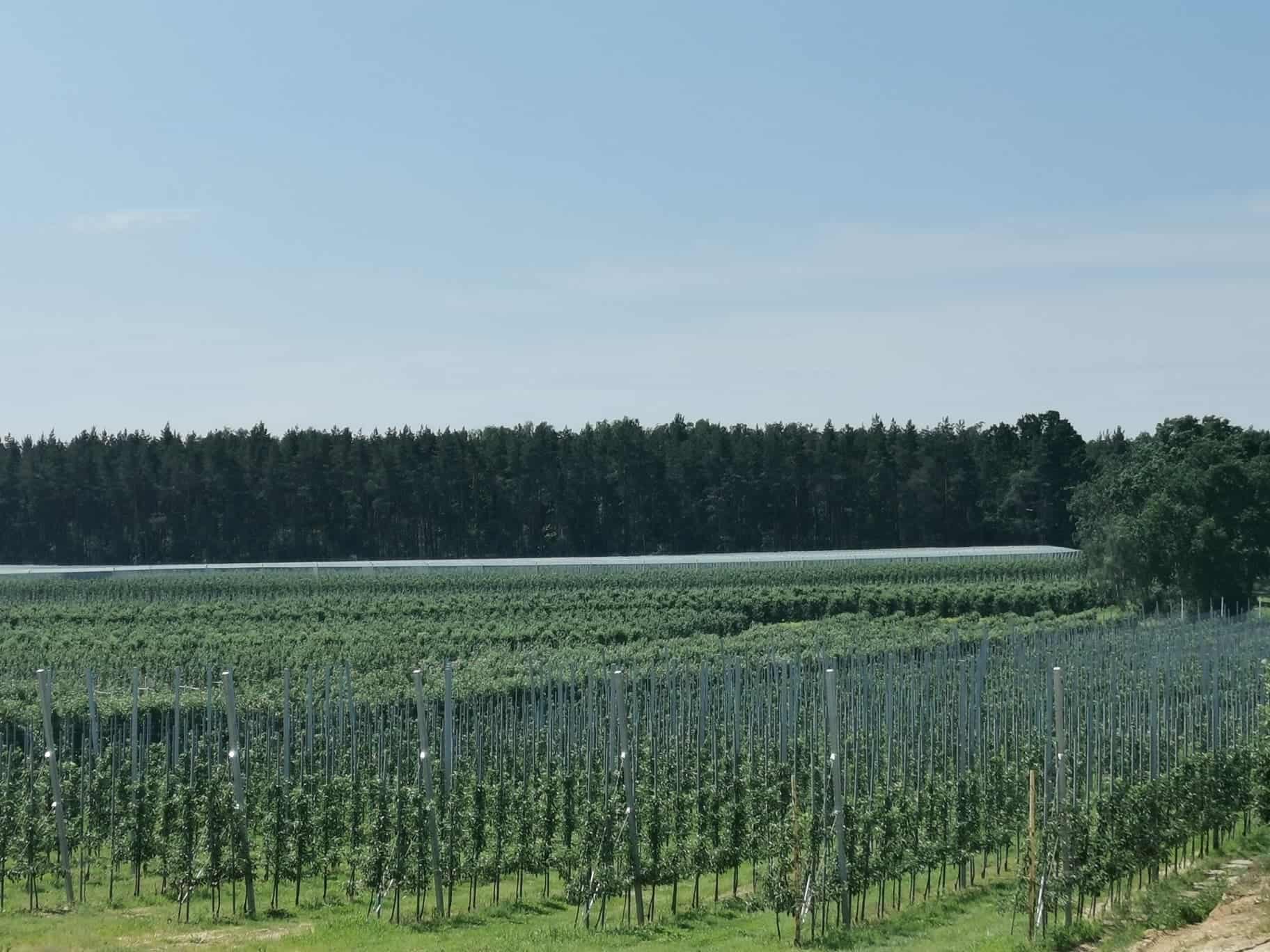 Zawarcie umowy dzierżawy gruntów rolnych potwierdza wójt