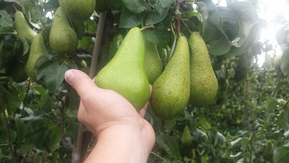 14199501 783625115073659 4452245932846066847 n