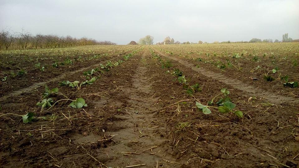 Zakładanie nowych plantacji truskawek – wskazówki podaje producent z Czerwińska, Jacek Witkowski. Polecamy!