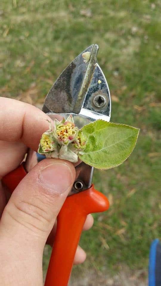 FROSAD na wiosenne przymrozki