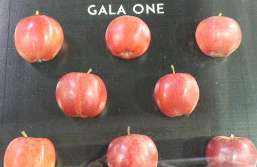 1 Gala One