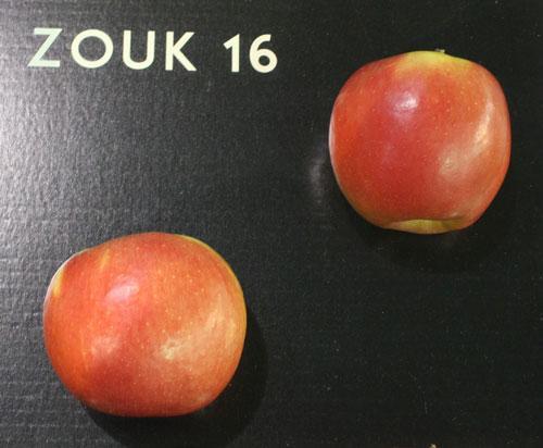3 Zouk 16