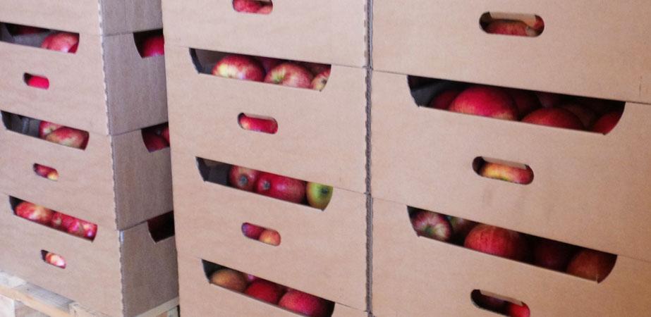 Budujmy polskie marki w Algierii