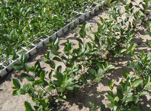 aronia krzew szkolka