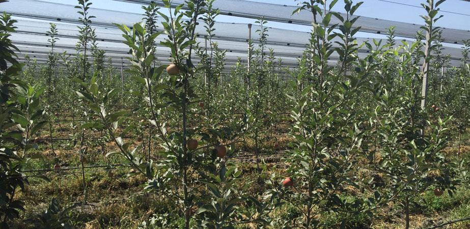 Sadownictwo w Rosji – wywiad z sadownikiem z Osetii