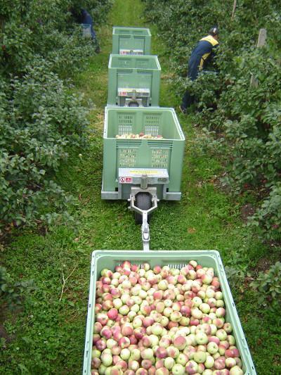 jablka zbior1