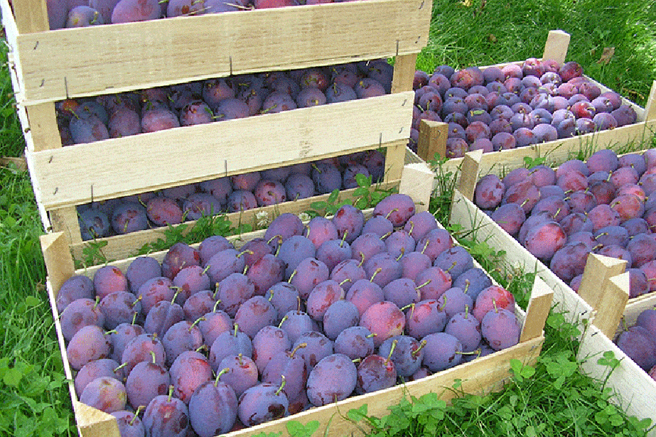 Czy importowane śliwki zgniją na rynku?