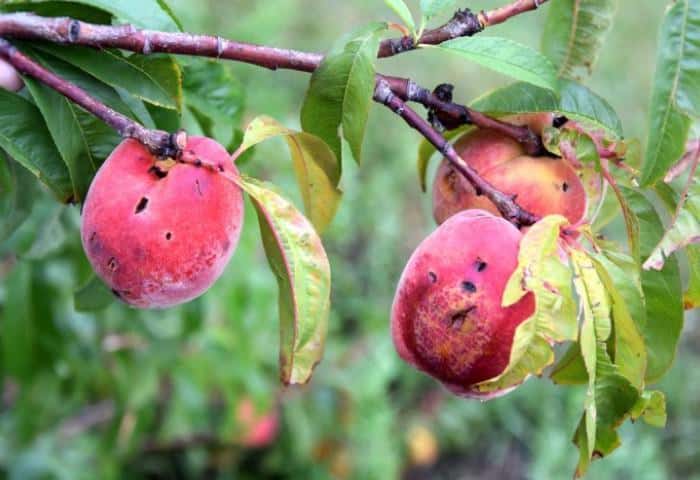 Program pomocy dla rolników poszkodowanych w wyniku niekorzystnej pogody