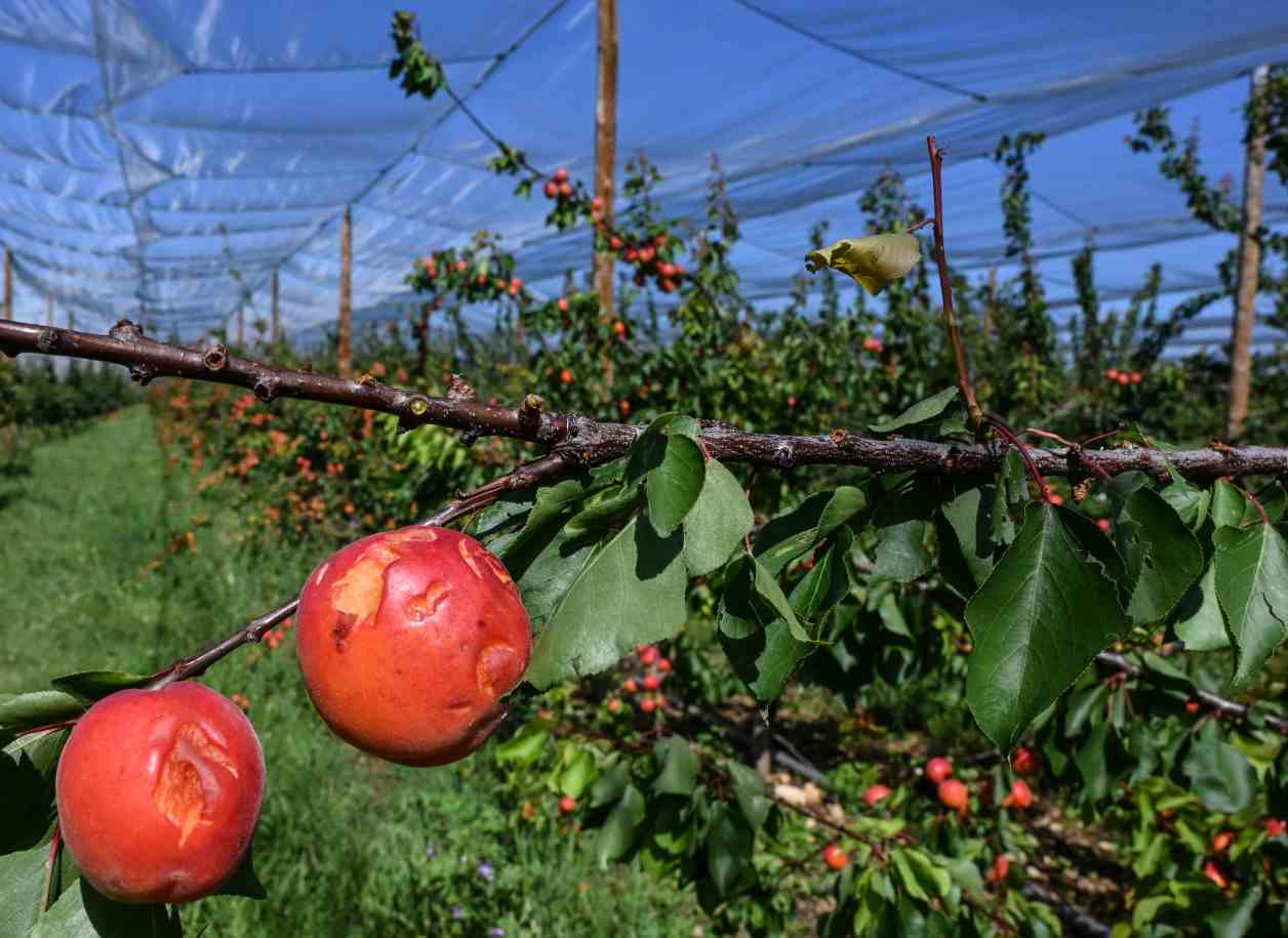 Francja ogłosi stan klęski żywiołowej – grad zniszczył 15 tys. ton moreli