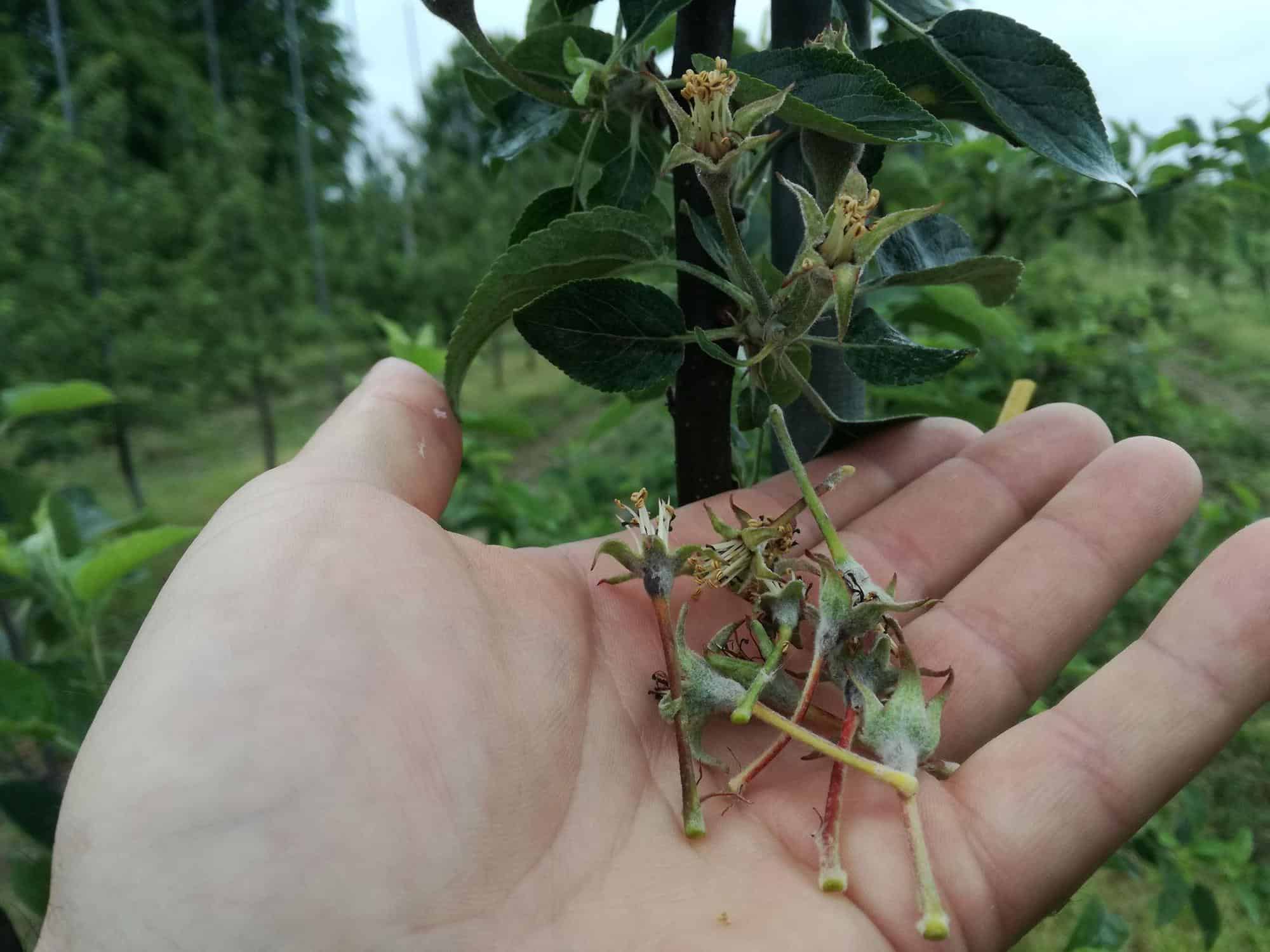 Zawiązki lecą na potęgę