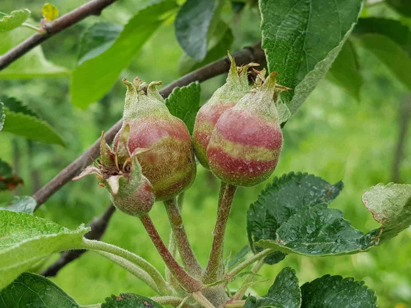 Tak wyglądają zawiązki po przymrozkach...