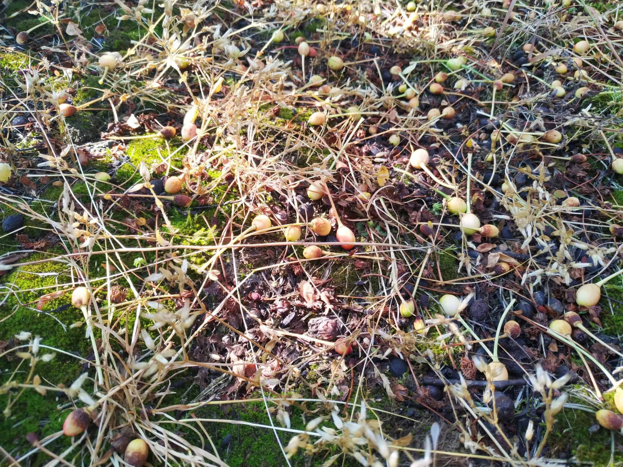 Duży opad na wiśniach – jak wpłynie na zbiory?