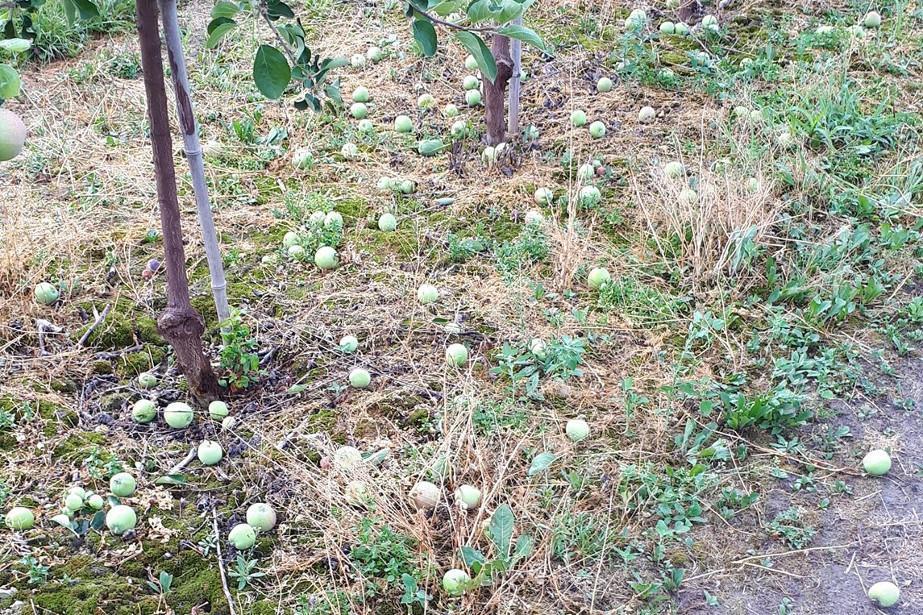 Skup przerywki – co wiadomo na ten temat?