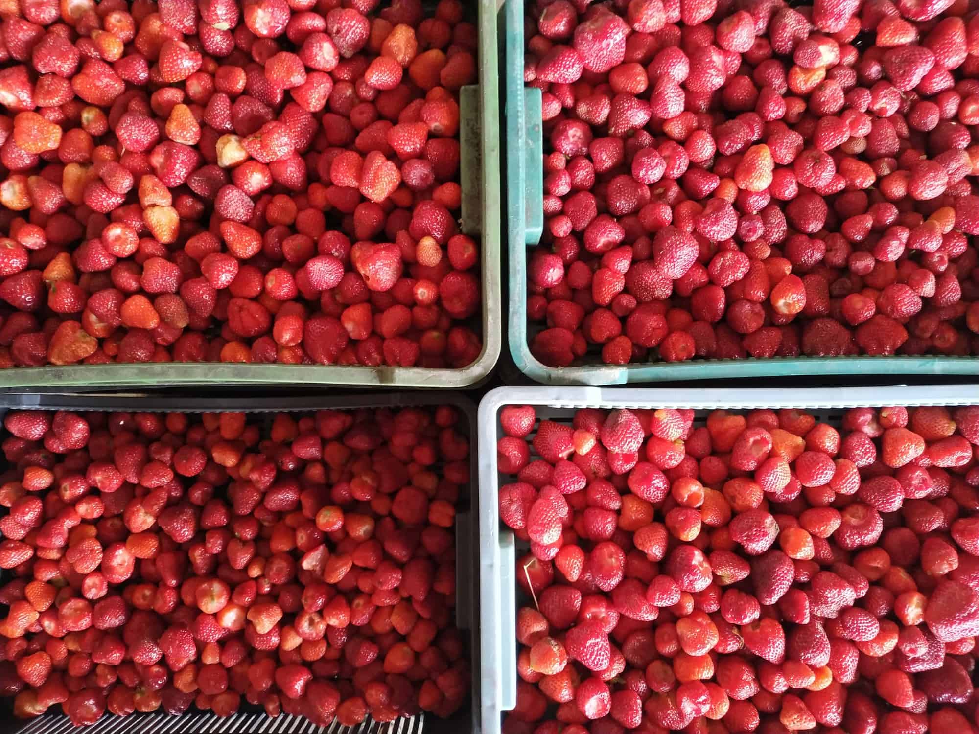 Koszty i straty ma każdy, tylko nie producent...