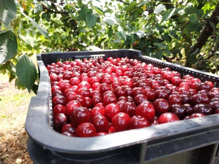 Wiśnie coraz droższe