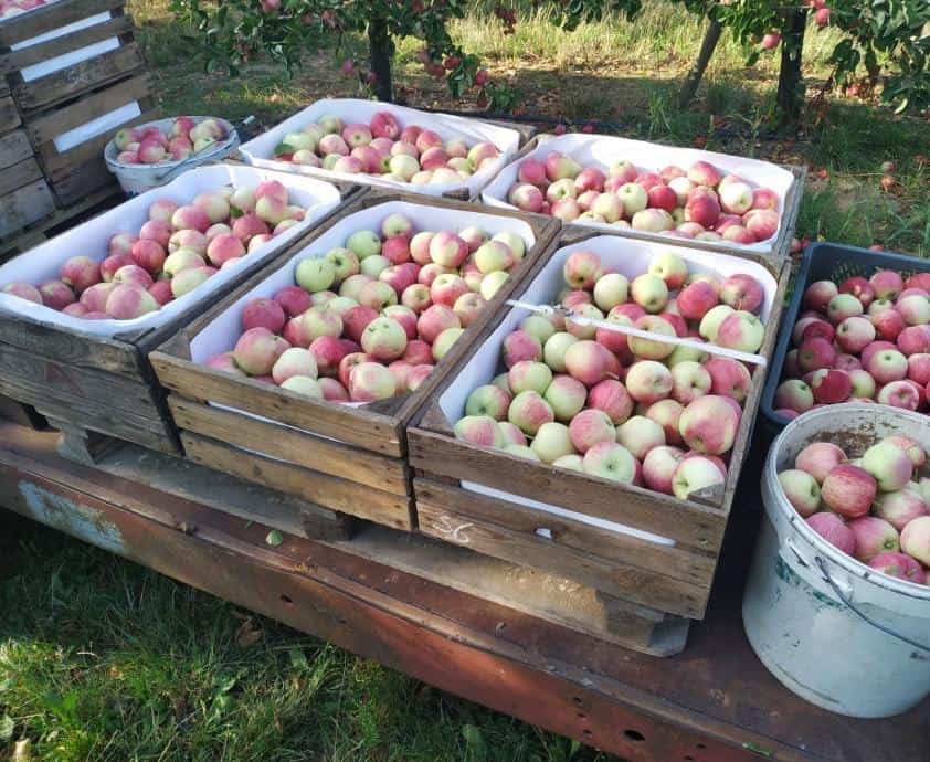 Ostatnie dostawy Pirosa znajdują nabywców