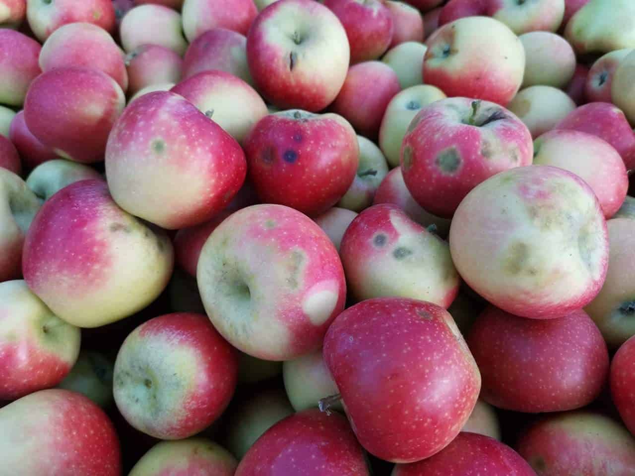 Halyomorpha halys: KE zobowiązuje się podjąć nadzwyczajne kroki