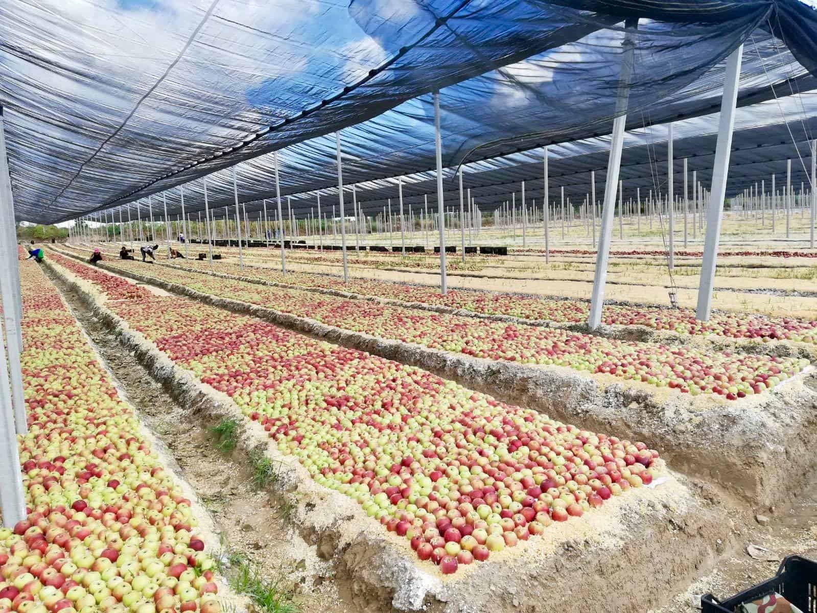 Melannurca Campana – dlaczego takie wyjątkowe?