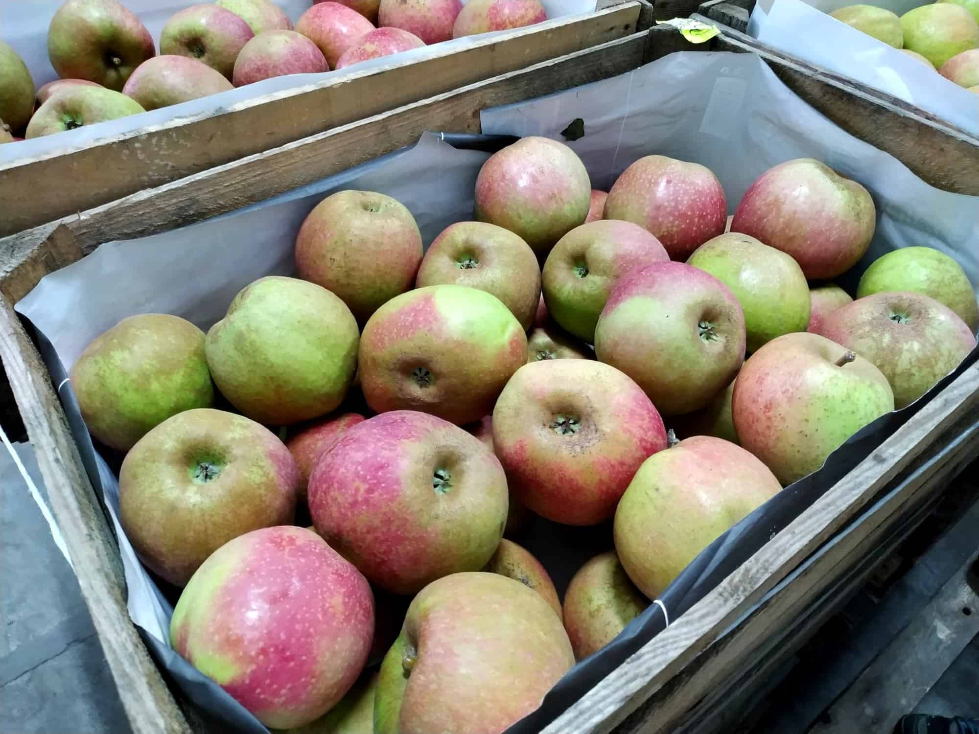 Poszukiwany, poszukiwana – Boskoop  