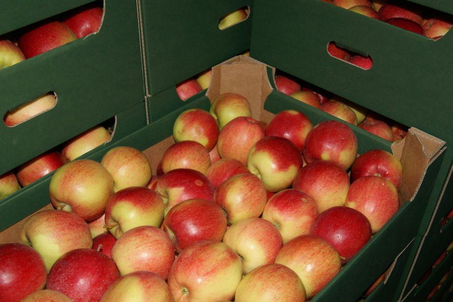  Mołdawia rozpoczyna import jabłek z Polski