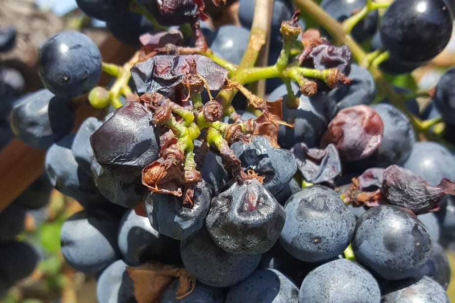 Grad, mróz, wiatr i deszcz: szkody o wartości ponad 40 milionów euro