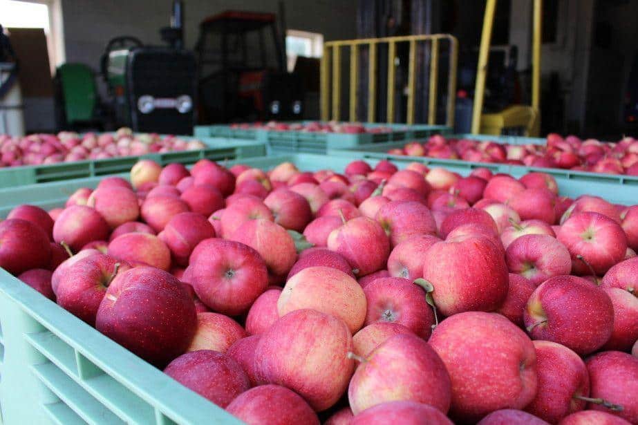 Przegląd cen owoców w grupach producenckich