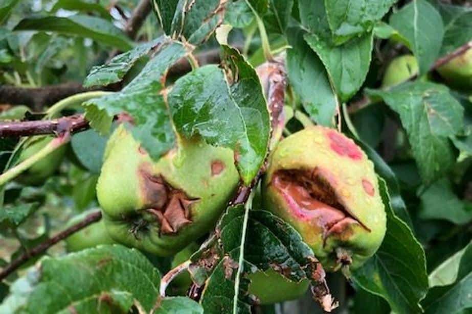 Niemcy: Poważne gradobicie w rejonie Jeziora Bodeńskiego
