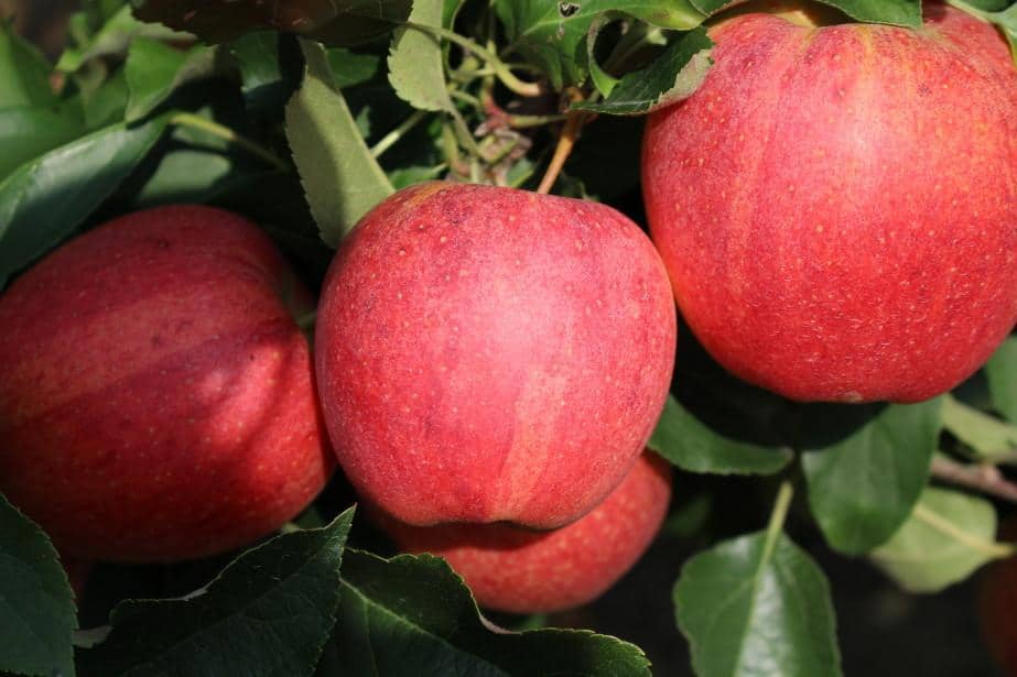 Projekt „Sad minimum pozostałości”, Zwójki, Ochrona przedzbiorcza, Piotr Zieliński/Biocont