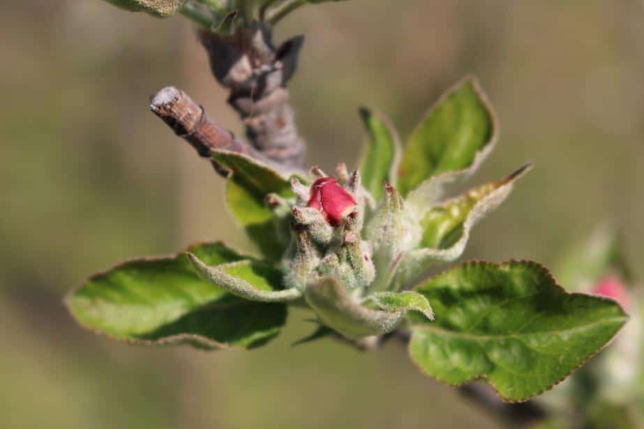 Projekt „Czysty Owoc” cz. 2 Spodziewane infekcje parcha, Piotr Zieliński/Biocont