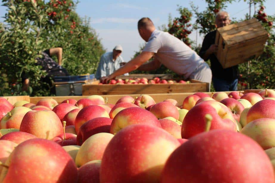 Szanujcie swoją pracę – namawiają sadownicy