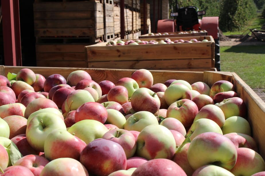 Lobo i Cortland – stawki u pośredników przekroczyły 2,00 zł/kg