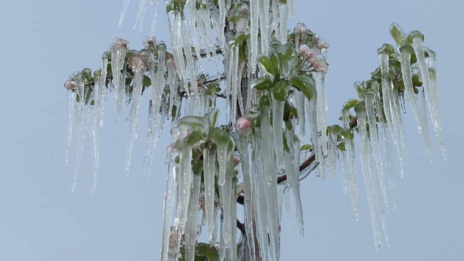 Pomoc po przymrozkach dopiero po oszacowaniu szkód