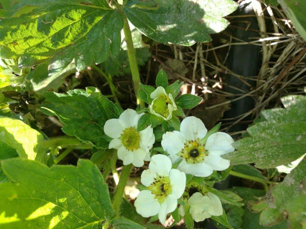 Przemrożenia na plantacjach truskawek – Piotr Zieliński, Biocont