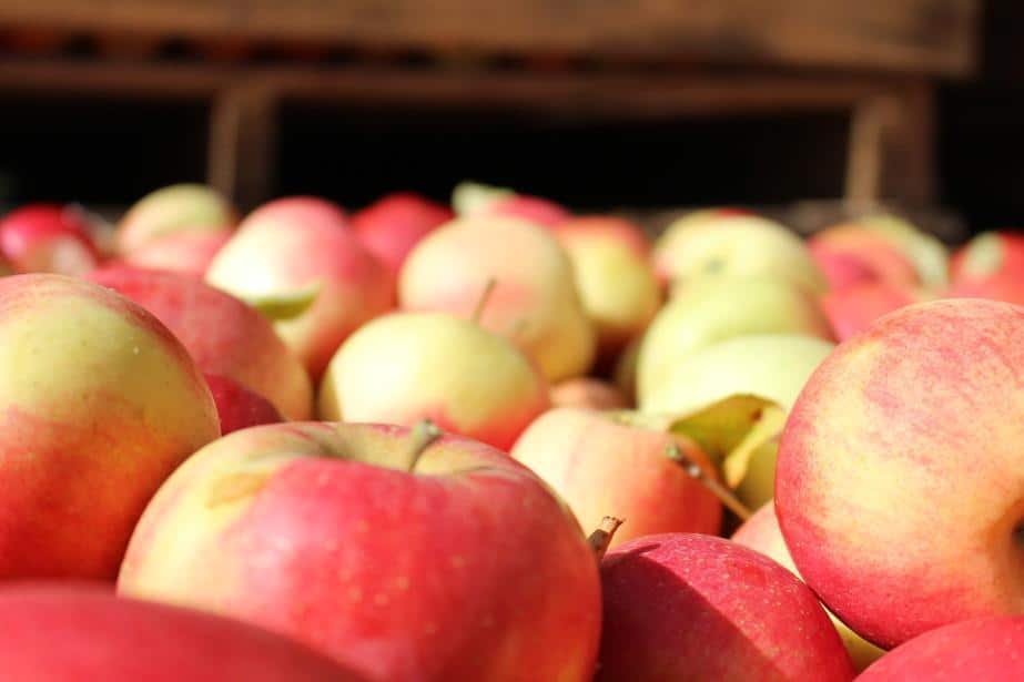 Białoruś może ponownie eksportować jabłka do Rosji