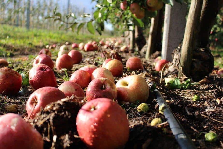 Jabłko przemysłowe już 60 groszy