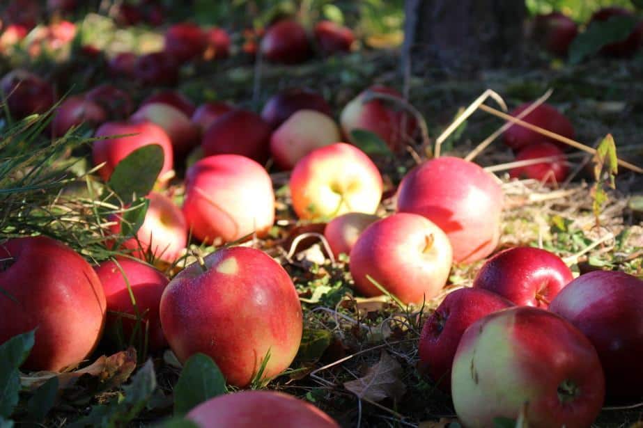 Straty przetwórni?!