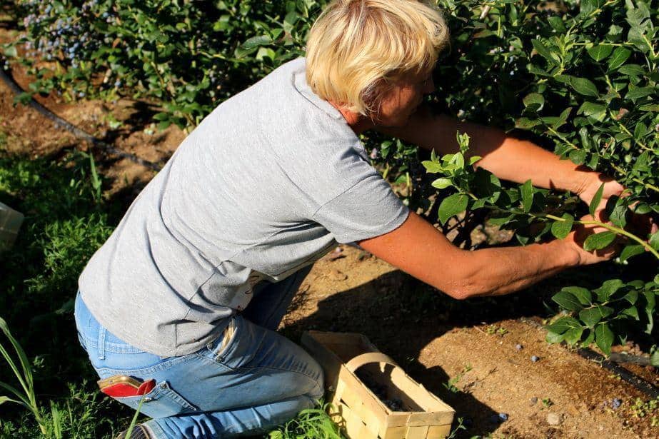 Ukradli z plantacji tonę borówki