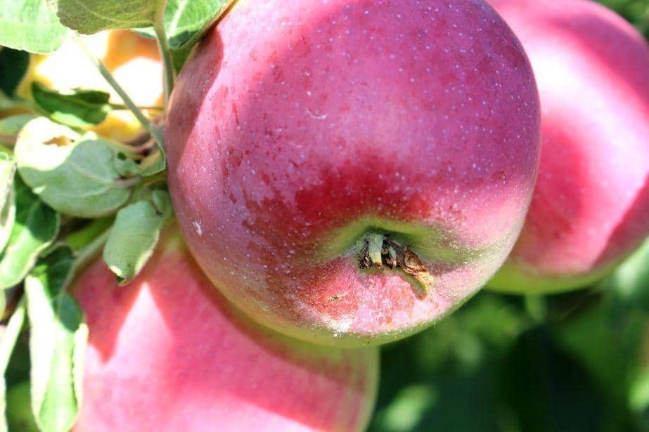 Runda druga – Paulared i Delikates