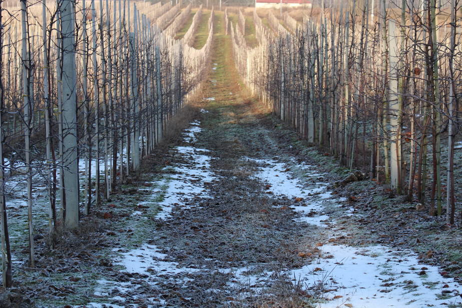 Jaka będzie zima? IMGW opublikował prognozę!