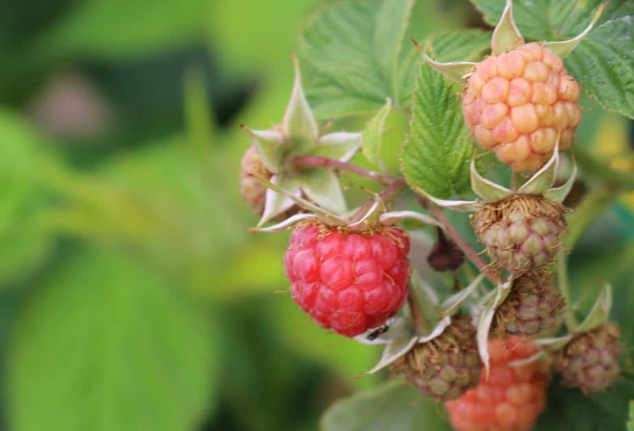 Jakie ceny malin przewidują na Ukrainie?