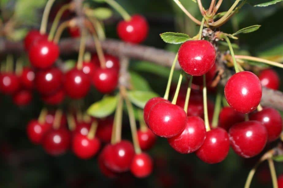 Producenci zarabiają nieproporcjonalnie w porównaniu do pracy i ponoszonego ryzyka